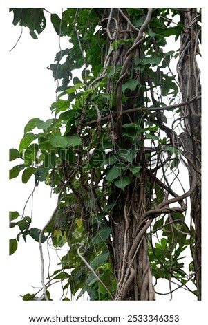 Forest tree trunks with climbing vines twisted liana plant and green leaves  isolated on white background, clipping path included.