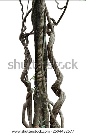Forest tree trunks with climbing vines twisted liana plant and green leaves  isolated on white background, clipping path included.