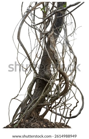 Forest tree trunks with climbing vines twisted liana plant and green leaves  isolated on white background, clipping path included.