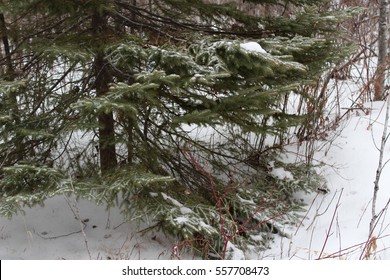 Forest tree in winter