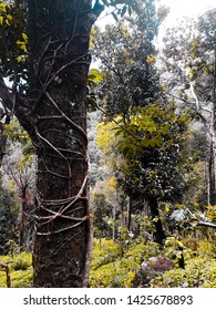 Forest, Tree, Yellow, Plants, Wayanad District, Kerala, India