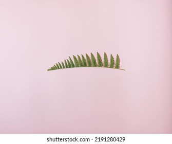 Forest Treeline Mado Of Leaves On Pink Background. Flat Lay. Minimal Natural Concept.