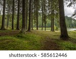 forest trees