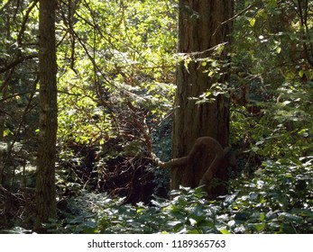 Forest of trees