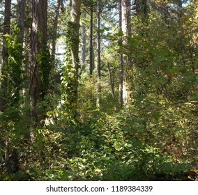 Forest of trees