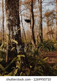 Forest of Trees 