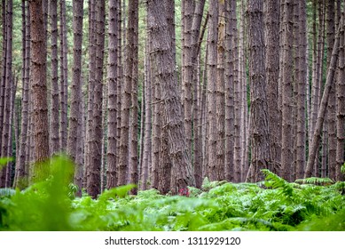 Forest and trees