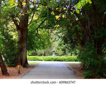 forest of trees
