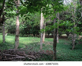 forest of trees