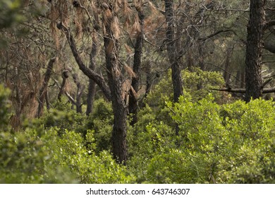 forest trees