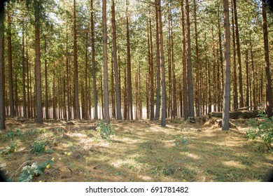 Forest of trees