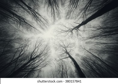 forest trees against sky at night