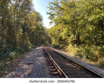 Forest trees along a railroad on an autumn afternoon