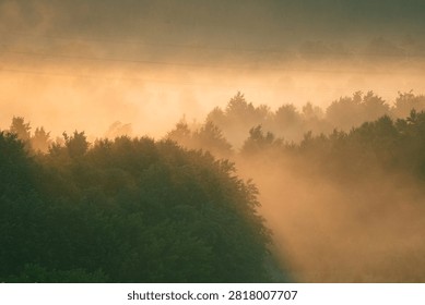 Forest trees appearing through thick atmospheric fog as sunbeams penetrate the mist, creating a beautiful orange glow over the landscape during early morning dawn