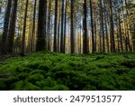 forest, trees, autumn, sunset, light, forest mood, tree, yew, pine, wood, forest path, moss, leaves, branches