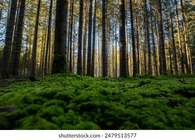 forest, trees, autumn, sunset, light, forest mood, tree, yew, pine, wood, forest path, moss, leaves, branches - Powered by Shutterstock