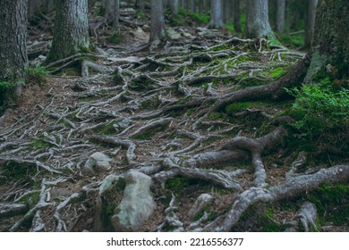 Forest Trees With Big Strong Roots