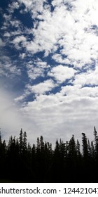Forest of Trees and Blue Sky with Clouds Background