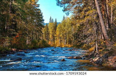 Forest trees by river water landscape