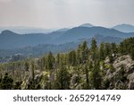 The forest trees and cliffs on Needles Highway in Custer State Park, Black Hills, South Dakota