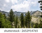 The forest trees and cliffs on Needles Highway in Custer State Park, Black Hills, South Dakota