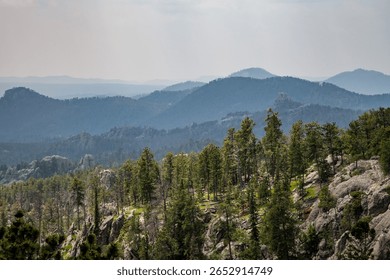 The forest trees and cliffs on Needles Highway in Custer State Park, Black Hills, South Dakota