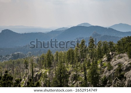 The forest trees and cliffs on Needles Highway in Custer State Park, Black Hills, South Dakota