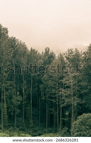 A forest with trees and a cloudy sky. The trees are green and tall. Tamil nadu