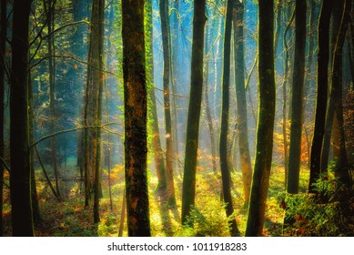 In the forest. Trees in contra light.