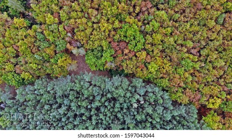 forest trees drone picture during fall