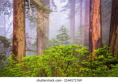 Forest trees in the fog. Old misty forest landscape. Forest mist in foggy woods. Misty forest trees in fog