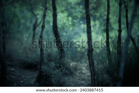 a forest with trees and grass in the fore