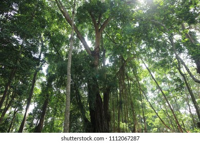 Hutan monsun tropika