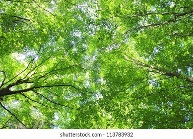 Forest trees leaves background