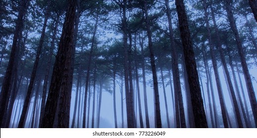 forest trees in the mist 