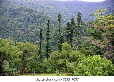 forest Trees mountain