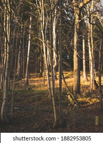 Forest Trees In The Mountains During Fall. 8,5x11 Aspect Ratio. Magazine Cover Size.