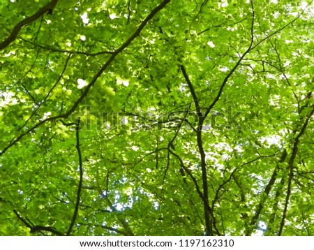 Similar – #S# Leaf canopy