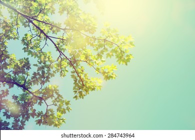 Forest Trees. Nature Green Sunlight Backgrounds.