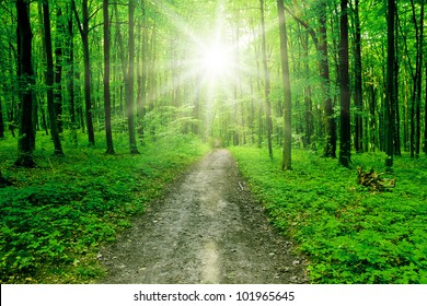 Forest Trees. Nature Green Wood Sunlight Backgrounds.