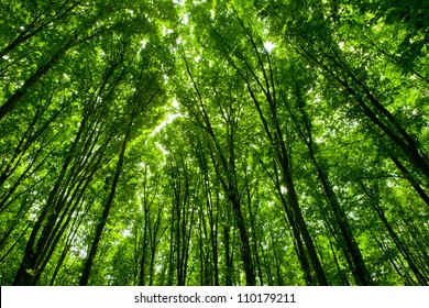 forest trees. nature green wood sunlight backgrounds. - Shutterstock ID 110179211
