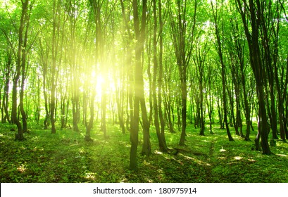 Forest Trees Nature Green Wood Backgrounds Stock Photo 180975914 ...