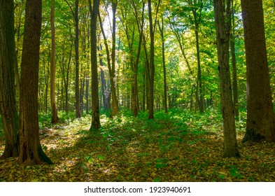 Forest Trees. Nature Green Wood Sunlight Backgrounds.