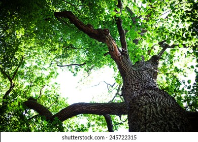 Forest Trees Nature Green Wood Sunlight Backgrounds