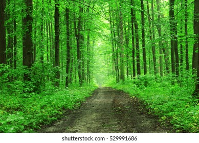 Forest Trees Nature Green Wood Backgrounds Stock Photo 182761127 ...