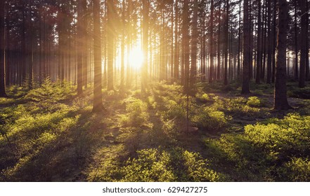 forest trees nature green wood sunlight view