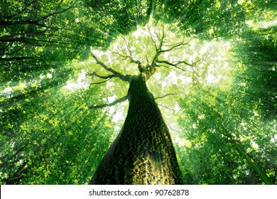 forest trees. nature green wood, sunlight backgrounds.