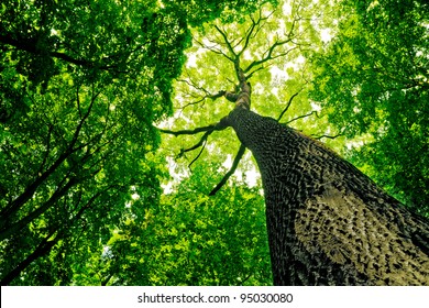 forest trees  nature green wood sunlight backgrounds 