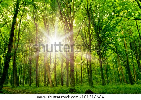 forest trees. nature green wood sunlight backgrounds.