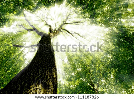 forest trees. nature green wood sunlight backgrounds.